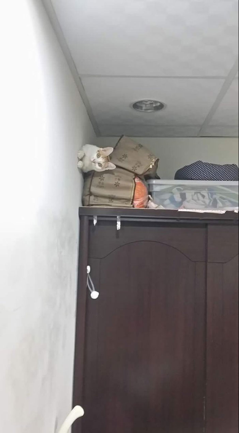 22 hilarious photos of simple feline everyday life