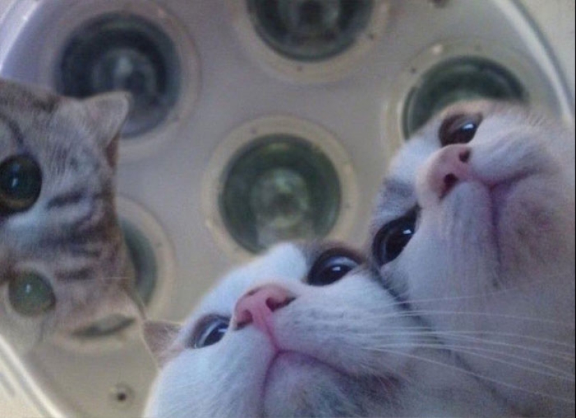 22 hilarious photos of simple feline everyday life