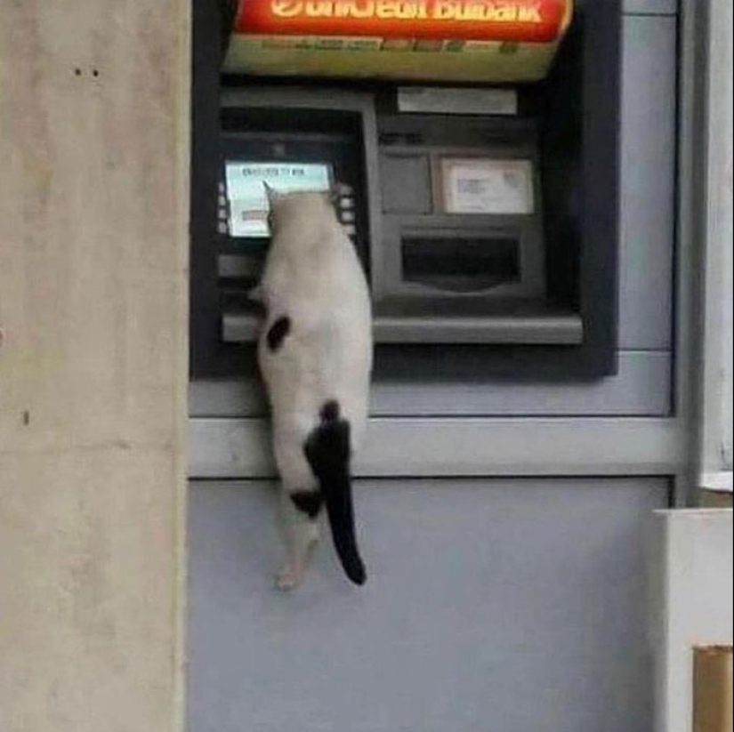 22 hilarious photos of simple feline everyday life