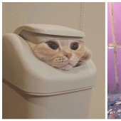 22 hilarious photos of simple feline everyday life