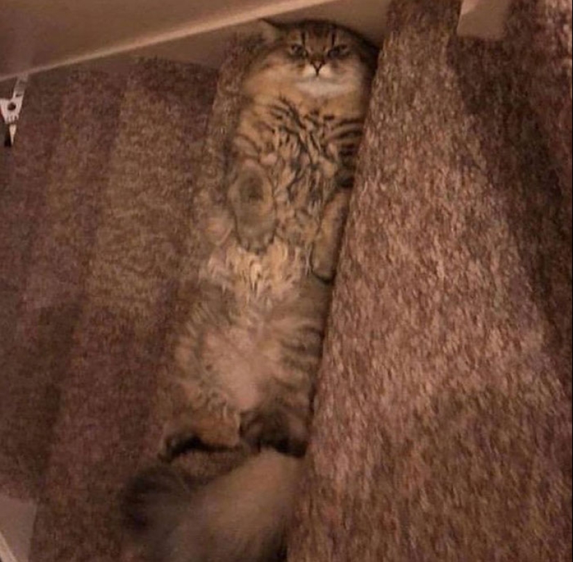 22 hilarious photos of simple feline everyday life