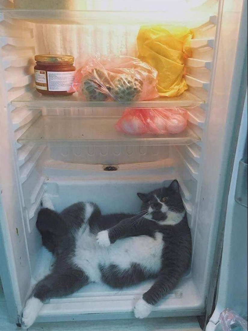 22 hilarious photos of simple feline everyday life