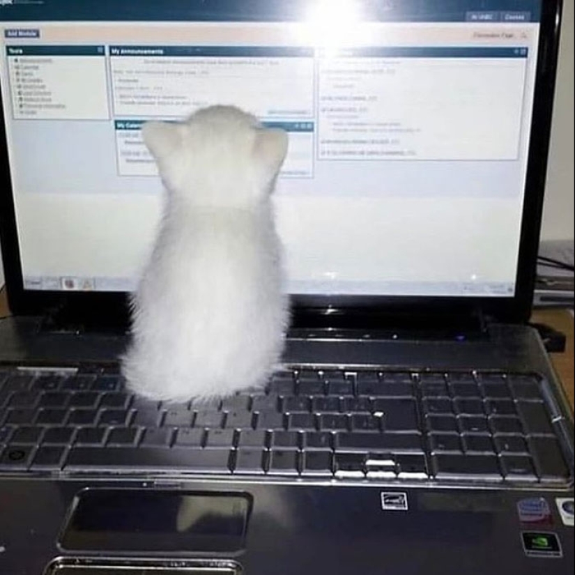 22 hilarious photos of simple feline everyday life