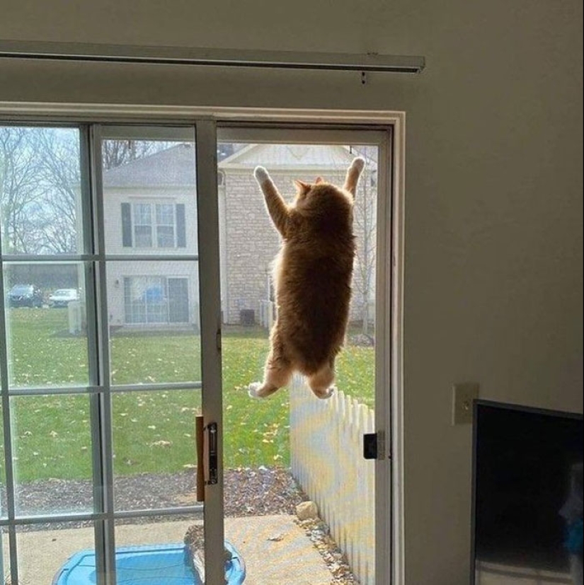 22 hilarious photos of simple feline everyday life