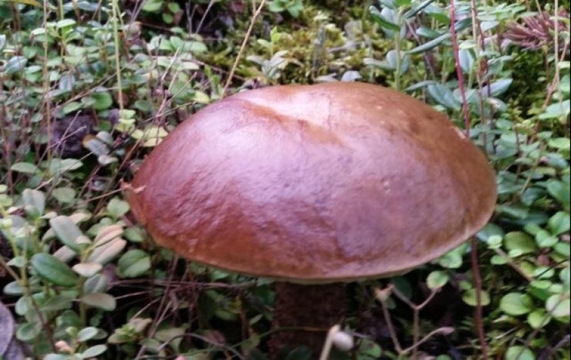 22 inedible items that you just want to eat 22 inedible items that you just want to eat