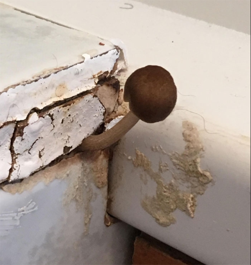 22 las situaciones más locas que enfrentan los inquilinos de apartamentos