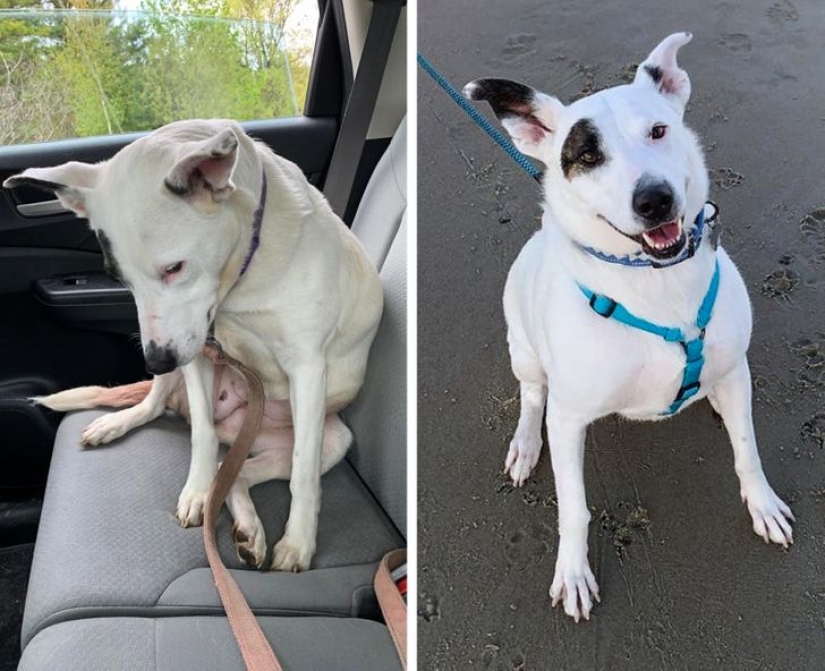 22 mascotas agradecidas que encontraron la felicidad en una nueva familia