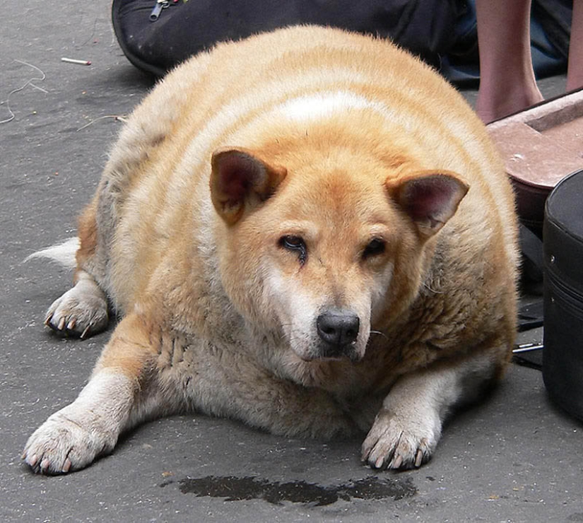 22 overweight animals 22 overweight animals