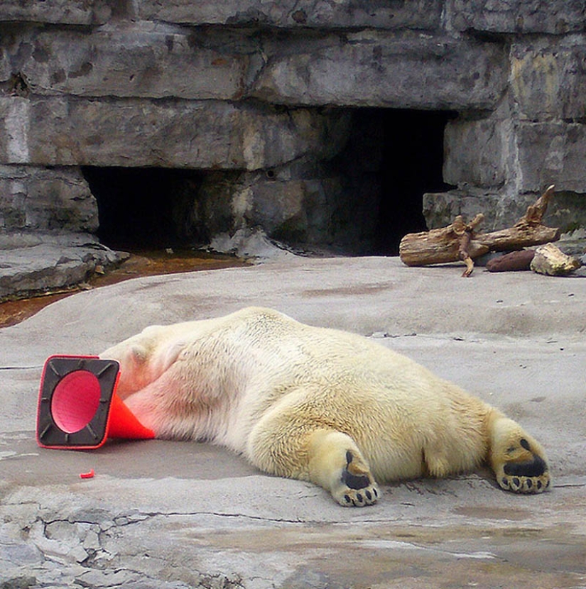 22 overweight animals 22 overweight animals