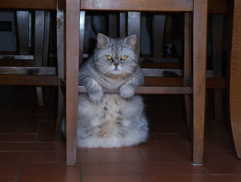 22 overweight animals 22 overweight animals