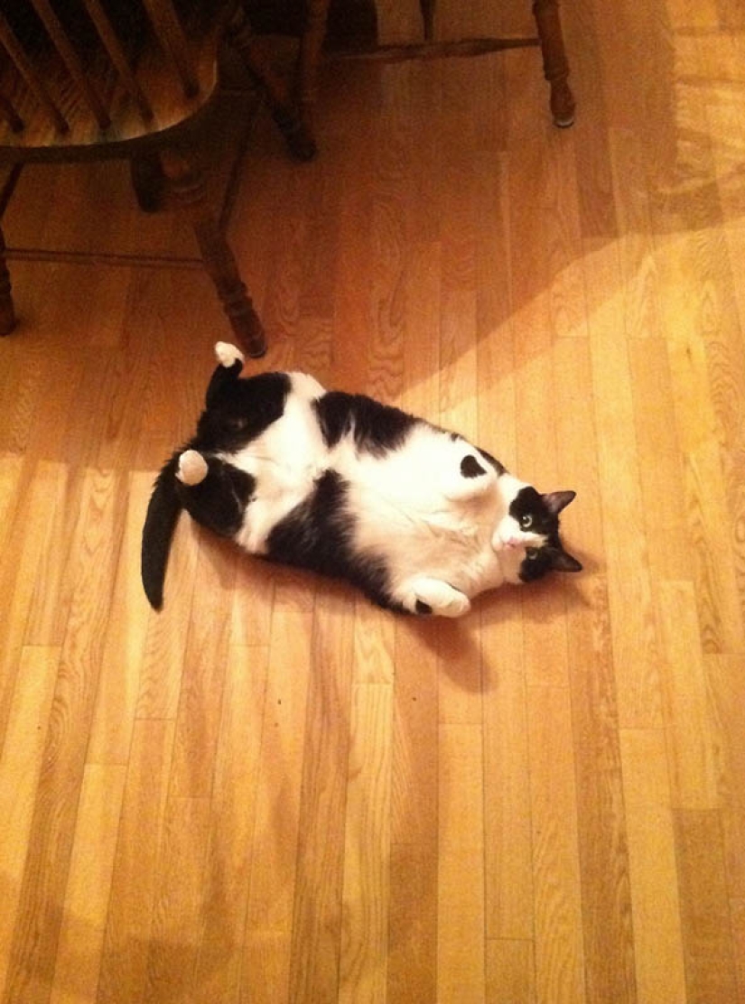 22 overweight animals 22 overweight animals