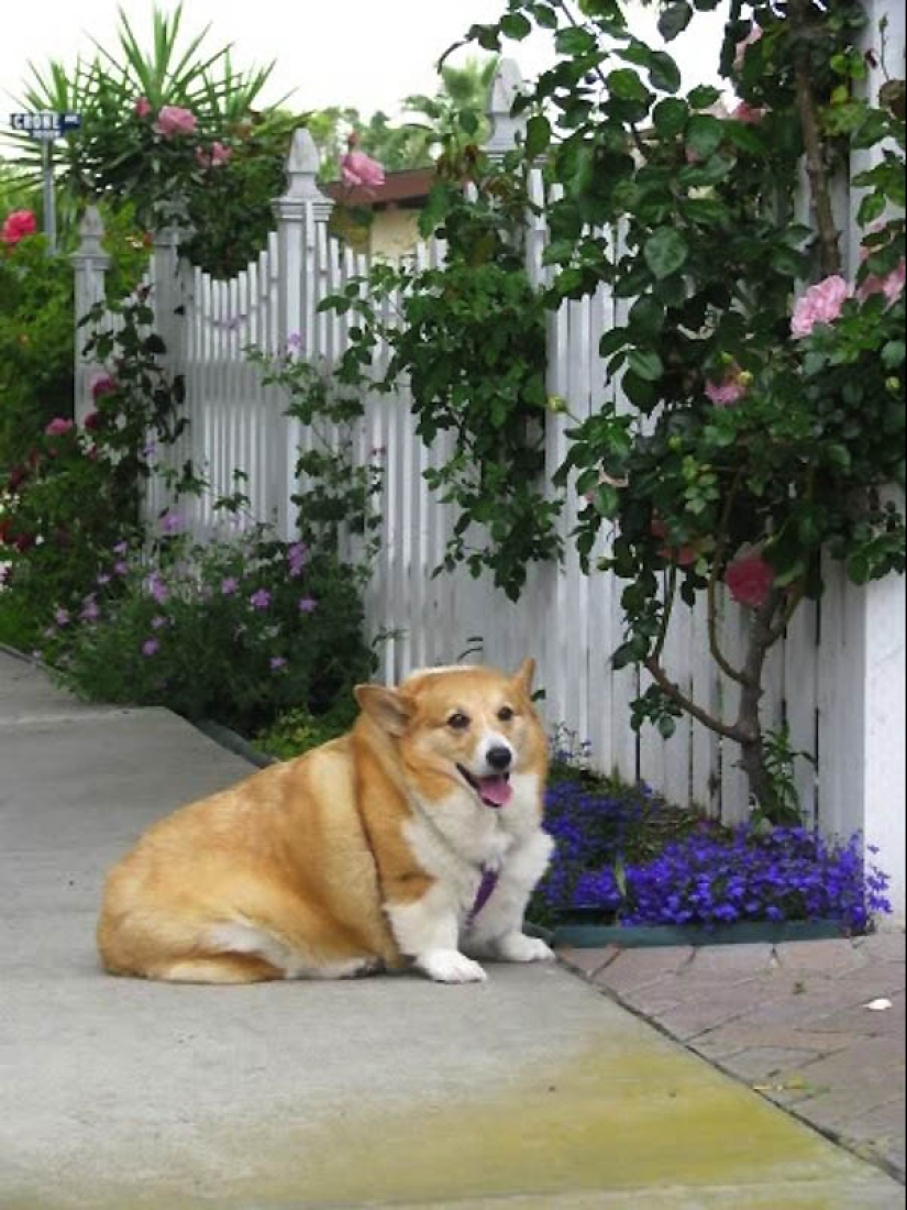 22 overweight animals 22 overweight animals