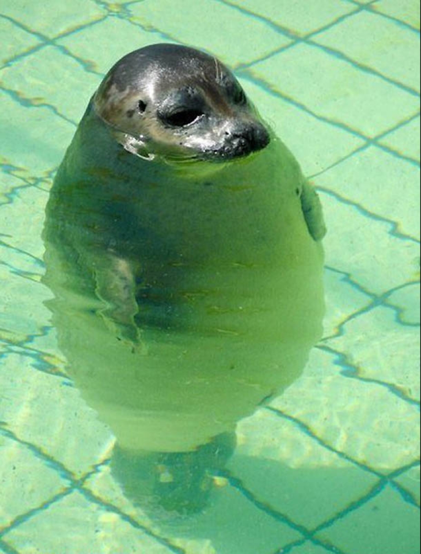 22 overweight animals 22 overweight animals