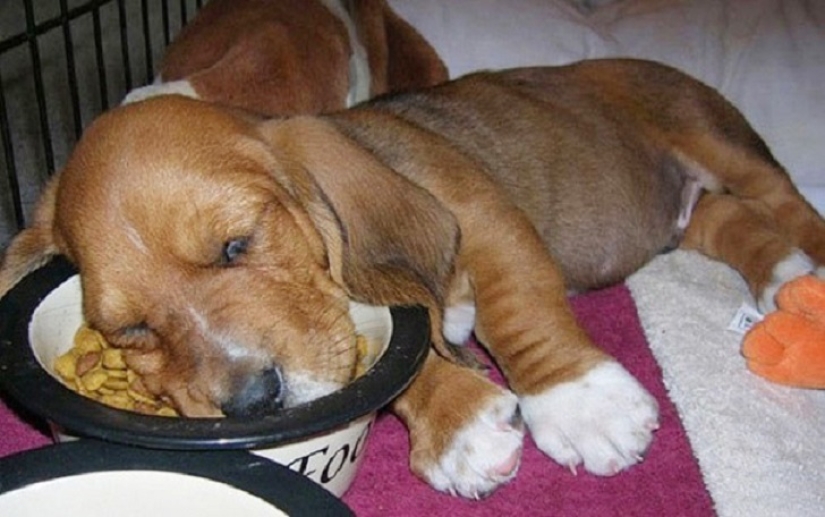 ¡22 perros que pueden dormir en cualquier lugar y en cualquier momento! ¡22 perros que pueden dormir en cualquier lugar y en cualquier momento!