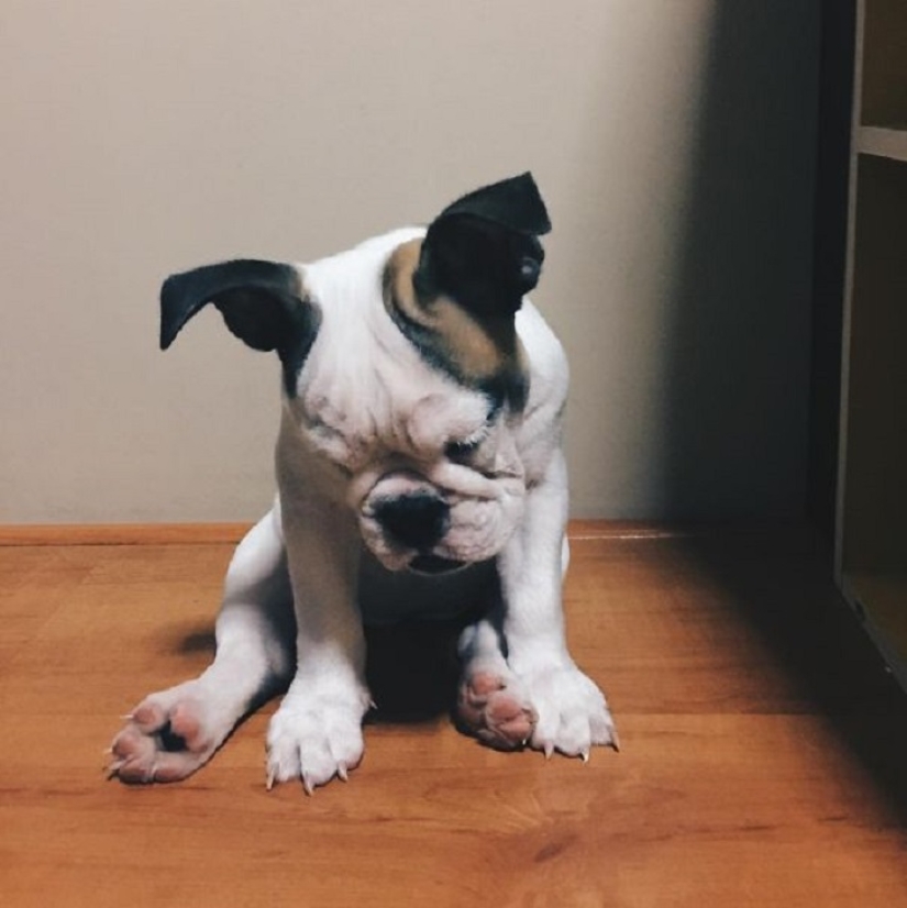 ¡22 perros que pueden dormir en cualquier lugar y en cualquier momento! ¡22 perros que pueden dormir en cualquier lugar y en cualquier momento!