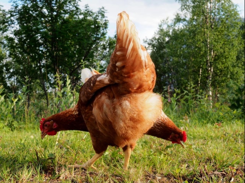 22 photos in which some strange things are happening 22 photos in which some strange things are happening