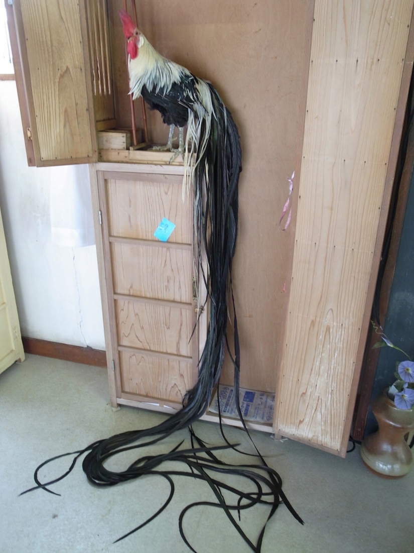 22 photos of amazing things that an ordinary person is unlikely to see live 22 photos of amazing things that an ordinary person is unlikely to see live