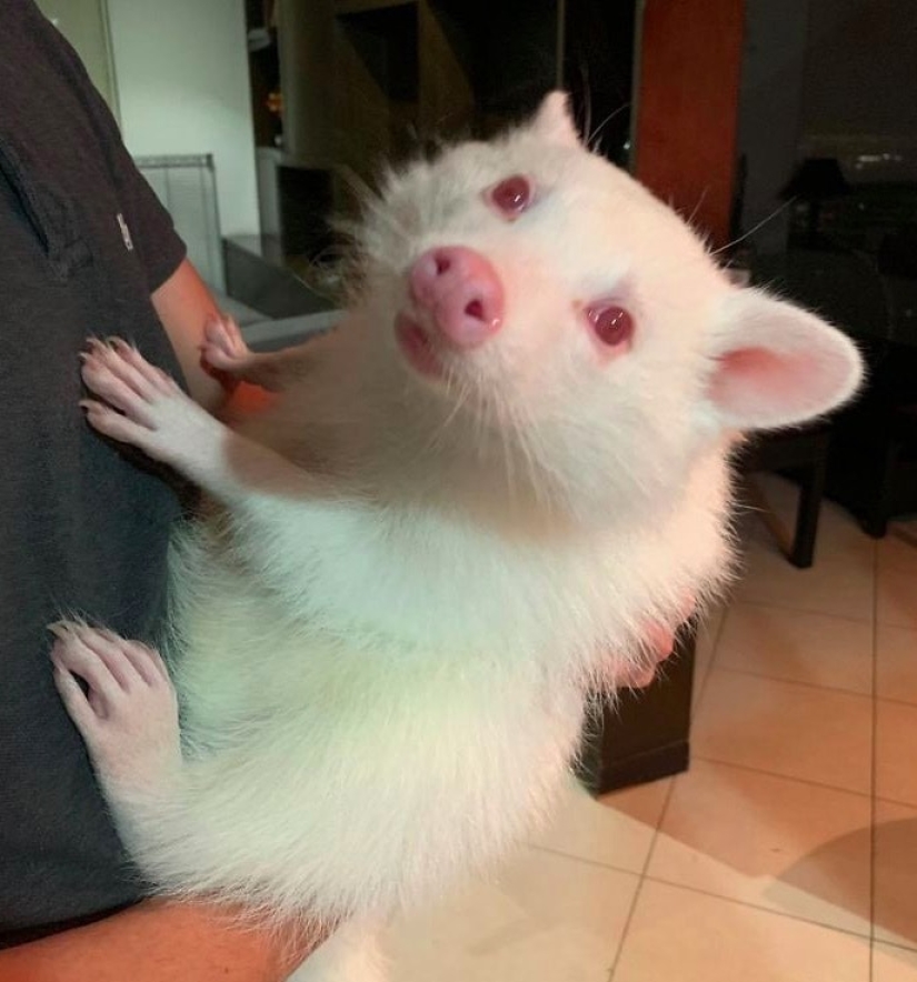 22 photos of amazing things that an ordinary person is unlikely to see live 22 photos of amazing things that an ordinary person is unlikely to see live