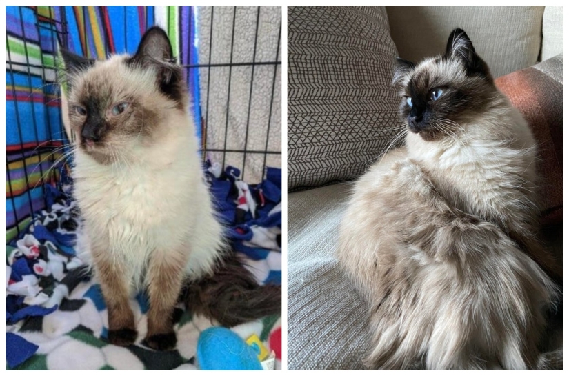 22 photos of animals before and after people sheltered them 22 photos of animals before and after people sheltered them