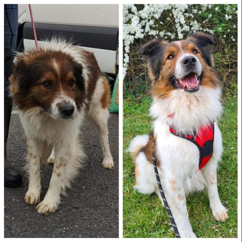 22 photos of animals before and after people sheltered them 22 photos of animals before and after people sheltered them