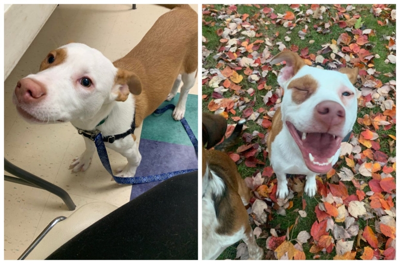 22 photos of animals before and after people sheltered them 22 photos of animals before and after people sheltered them