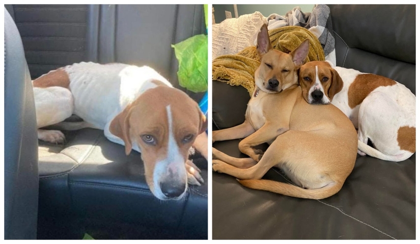 22 photos of animals before and after people sheltered them 22 photos of animals before and after people sheltered them