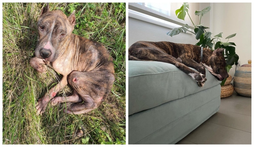 22 photos of animals before and after people sheltered them 22 photos of animals before and after people sheltered them