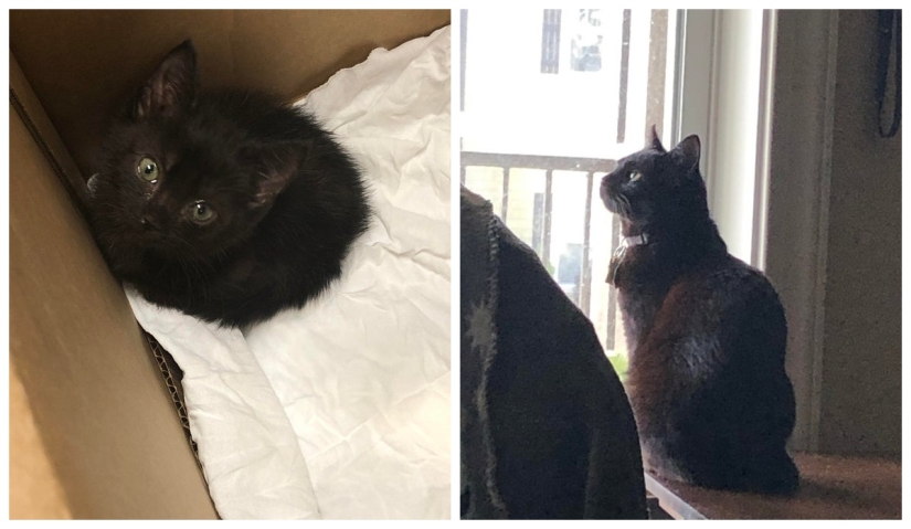 22 photos of animals before and after people sheltered them 22 photos of animals before and after people sheltered them