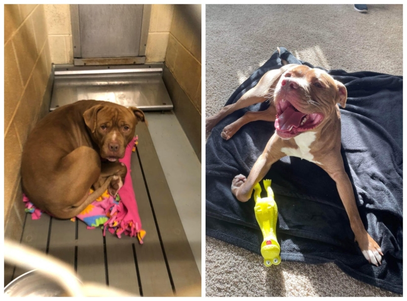 22 photos of animals before and after people sheltered them 22 photos of animals before and after people sheltered them