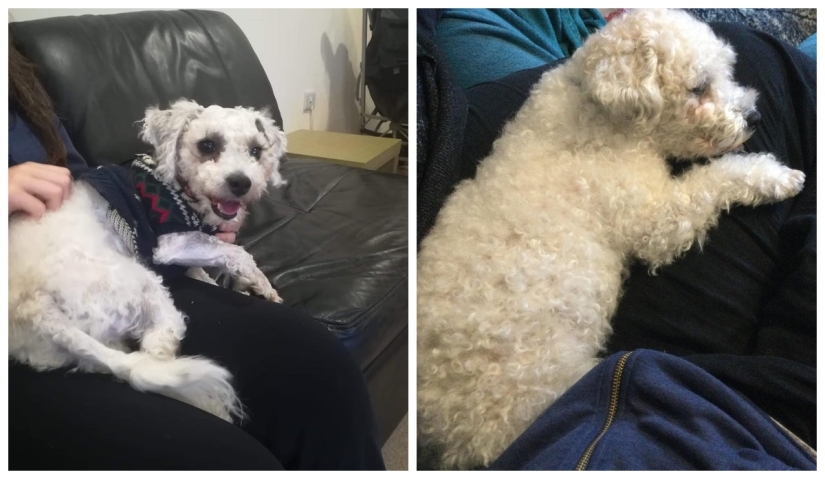 22 photos of animals before and after people sheltered them 22 photos of animals before and after people sheltered them