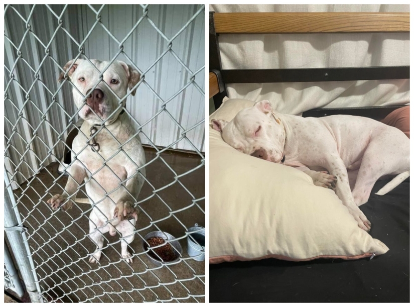22 photos of animals before and after people sheltered them 22 photos of animals before and after people sheltered them