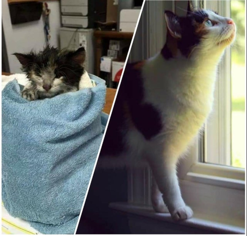 22 photos of animals before and after people sheltered them 22 photos of animals before and after people sheltered them