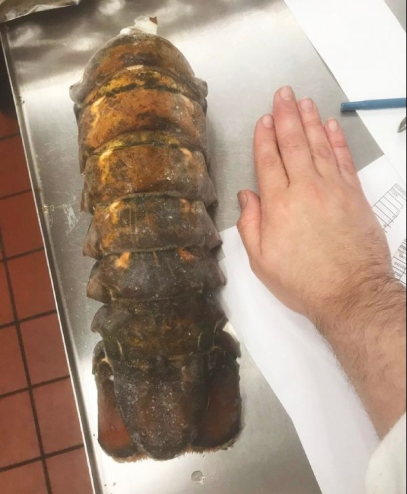 22 photos of huge things that prove that everything is known in comparison 22 photos of huge things that prove that everything is known in comparison