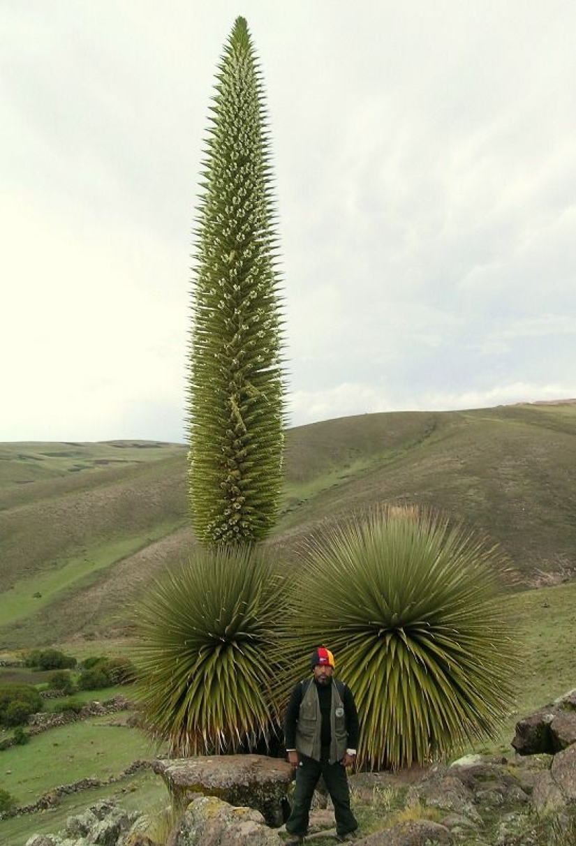 22 photos of huge things that prove that everything is known in comparison 22 photos of huge things that prove that everything is known in comparison