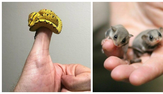 22 photos of tiny animals that can fit on one finger 22 photos of tiny animals that can fit on one finger