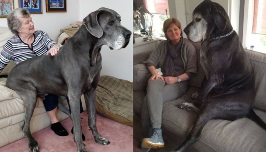 22 photos of very large animals that have forgotten that they are big 22 photos of very large animals that have forgotten that they are big