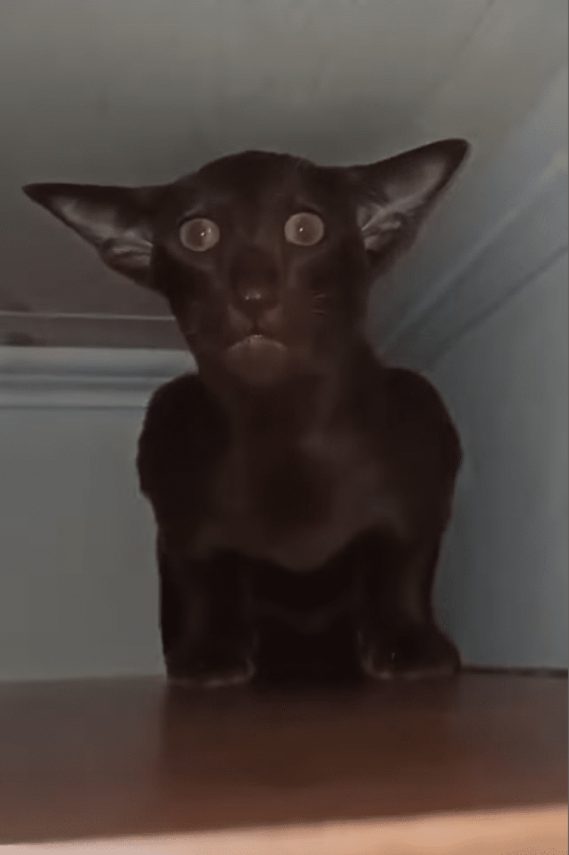 22 photos of very strange and even frightening things that actually exist