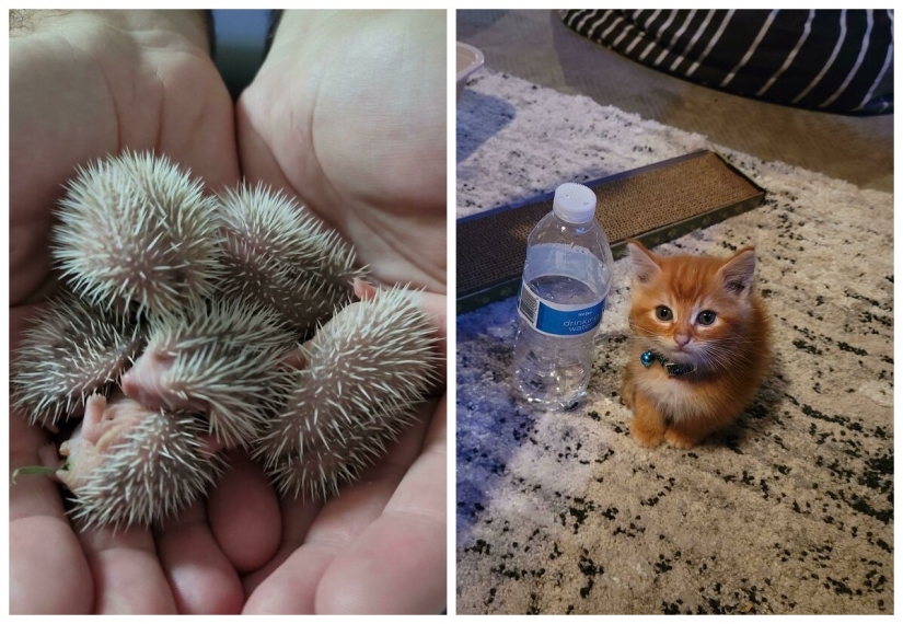 22 photos, once again proving that everything is known in comparison