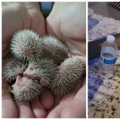 22 photos, once again proving that everything is known in comparison