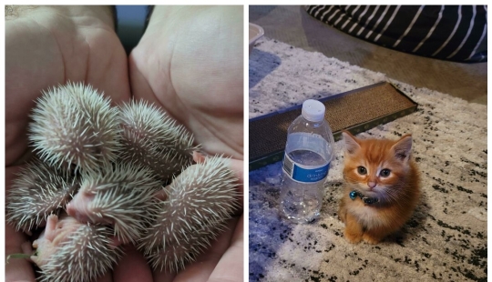 22 photos, once again proving that everything is known in comparison