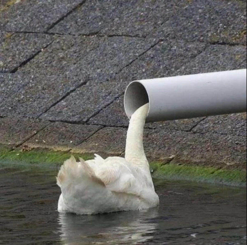 22 photos that you will have to look at twice to understand what is happening 22 photos that you will have to look at twice to understand what is happening