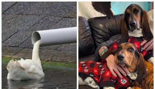 22 photos that you will have to look at twice to understand what is happening