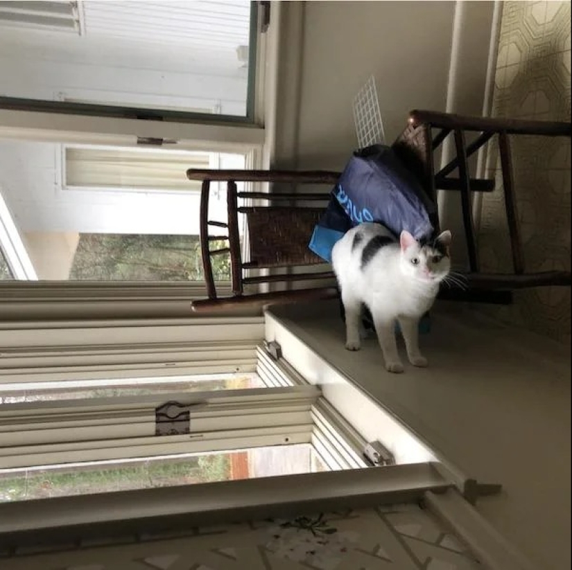 22 photos that you will have to look at twice to understand what is happening 22 photos that you will have to look at twice to understand what is happening