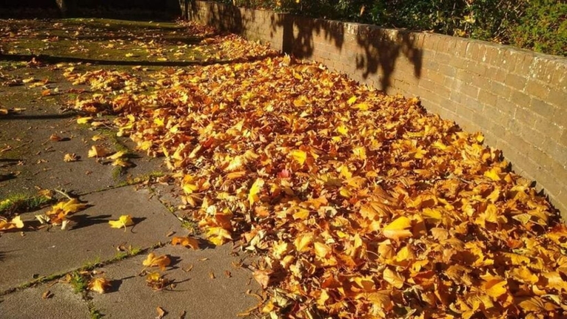 22 photos where animals hid, but you won't find them