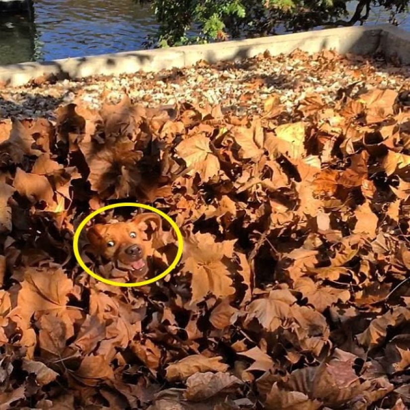 22 photos where animals hid, but you won't find them