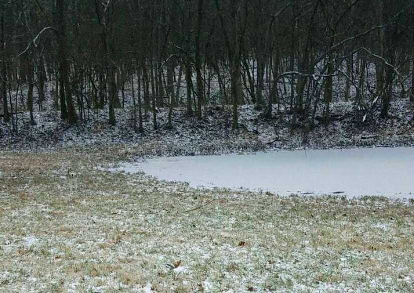 22 photos where animals hid, but you won't find them