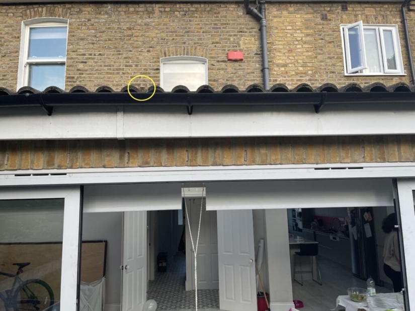 22 photos where animals hid, but you won't find them