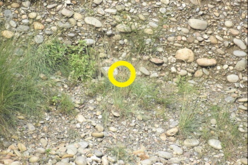 22 photos where animals hid, but you won't find them