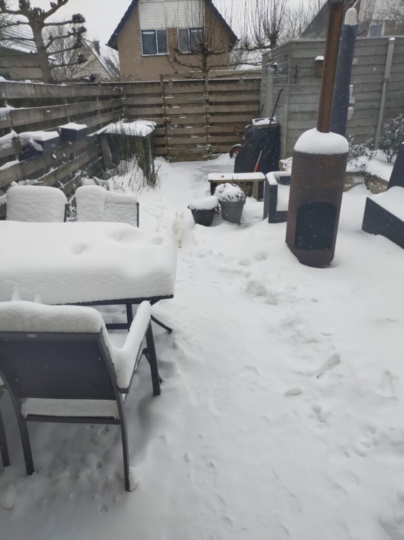 22 photos where animals hid, but you won't find them