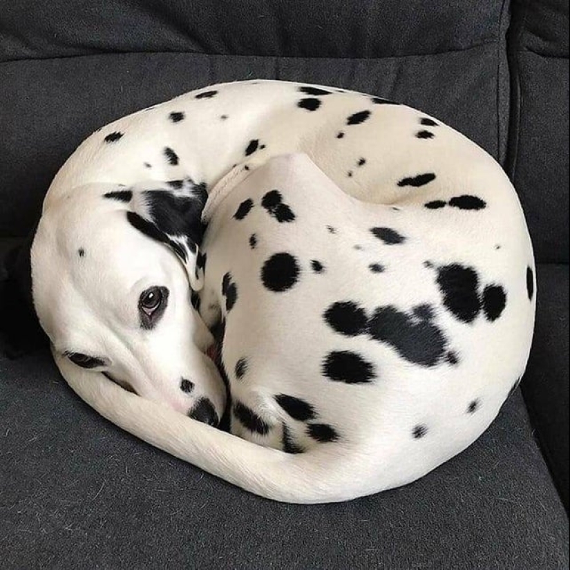 22 photos where the level of mimicry is off the scale